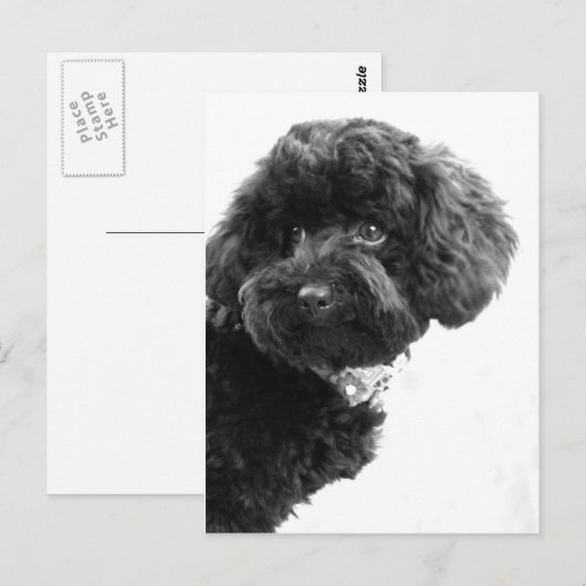 愛らしい友人 ポストカード (正面/裏面)