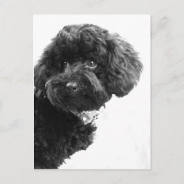 愛らしい友人 ポストカード