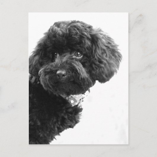 愛らしい友人 ポストカード (正面)