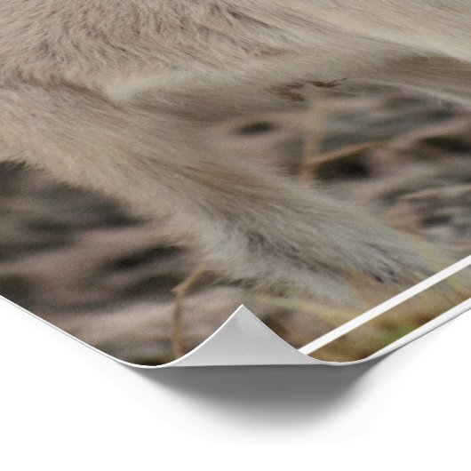 愛らしい子ヤギ ポスター (角)