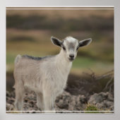 愛らしい子ヤギ ポスター (正面)