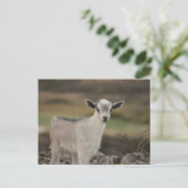 愛らしい子ヤギ ポストカード (スタンド正面)