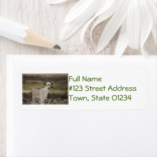 愛らしい子ヤギ ラベル (インサイチュ)