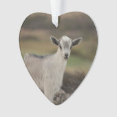 愛らしい子供のヤギ オーナメント (正面)