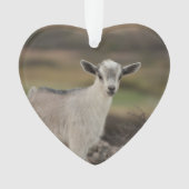 愛らしい子供のヤギ オーナメント (正面)