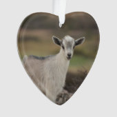 愛らしい子供のヤギ オーナメント (正面)