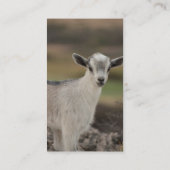 愛らしい子供のヤギ 名刺 (裏面)