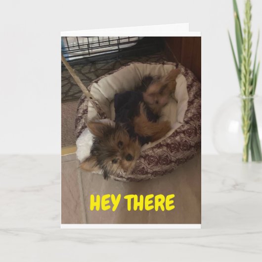 愛らしい子犬が目覚めて「ハッピーバースデー」と言う カード (正面)