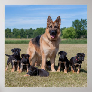 愛らしい子犬とカスタマイズ可能なドイツの羊飼い ポスター