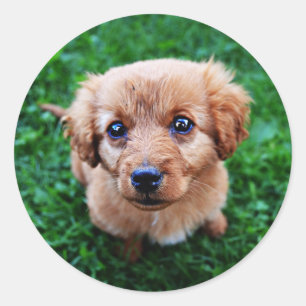 愛らしい子犬のクラシック写真 ラウンドシール