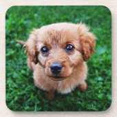 愛らしい子犬の写真 コースター (正面)