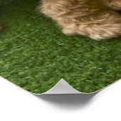 愛らしい子犬の写真 ポスター (角)