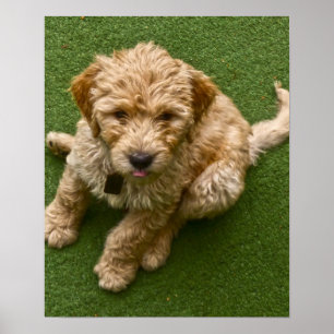愛らしい子犬の写真 ポスター