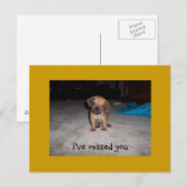 愛らしい子犬の目 ポストカード (正面/裏面)