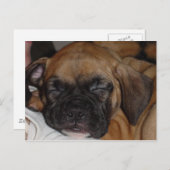 愛らしい子犬の眠るポストカード ポストカード (正面/裏面)