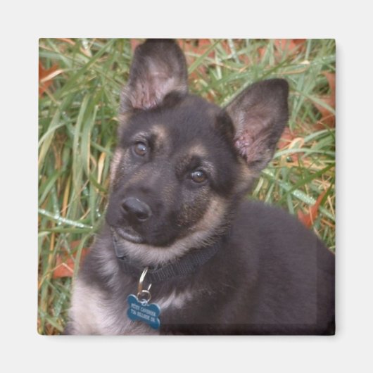 愛らしい子犬の磁石 マグネット (正面)