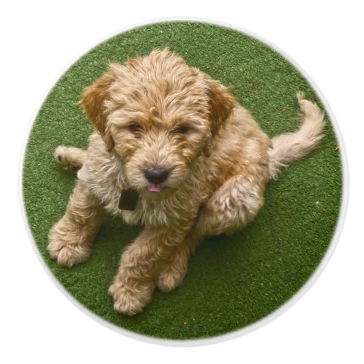 愛らしい子犬 セラミックノブ (正面)