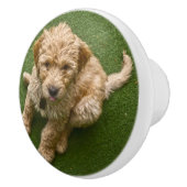 愛らしい子犬 セラミックノブ (右)