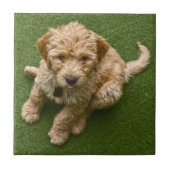 愛らしい子犬 タイル (正面)