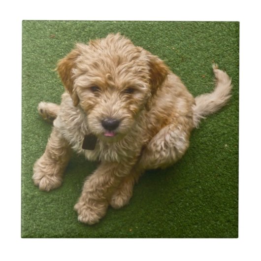 愛らしい子犬 タイル (正面)