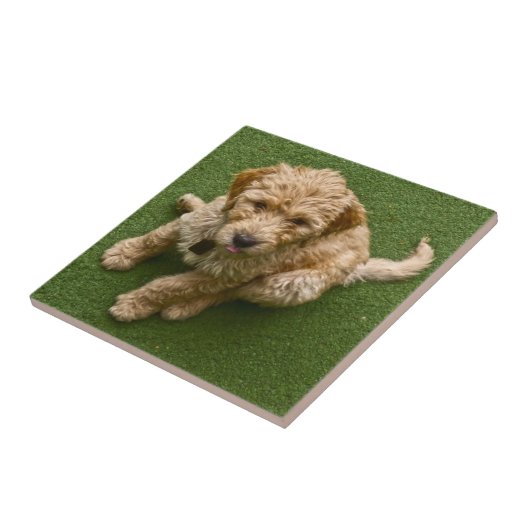 愛らしい子犬 タイル (側面)