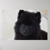 愛らしい子犬 ポスター (正面)