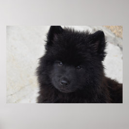 愛らしい子犬 ポスター