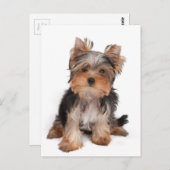 愛らしい子犬 ポストカード (正面/裏面)