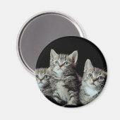 愛らしい子猫 マグネット (正面/裏面)
