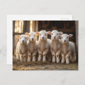 愛らしい子羊の列素朴 ポストカード (正面/裏面)