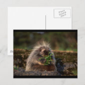 愛らしい山嵐 ポストカード (正面/裏面)