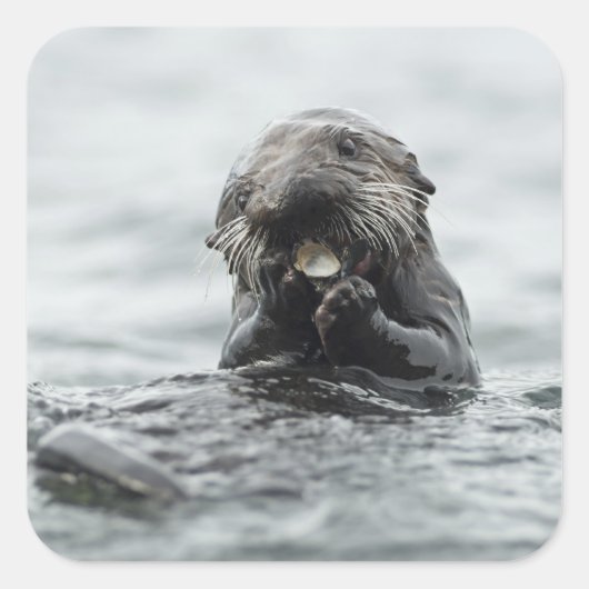 愛らしい海のカワウソ スクエアシール (正面)