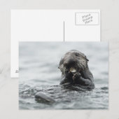 愛らしい海のカワウソ ポストカード (正面/裏面)