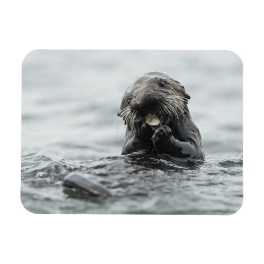 愛らしい海のカワウソ マグネット (横)