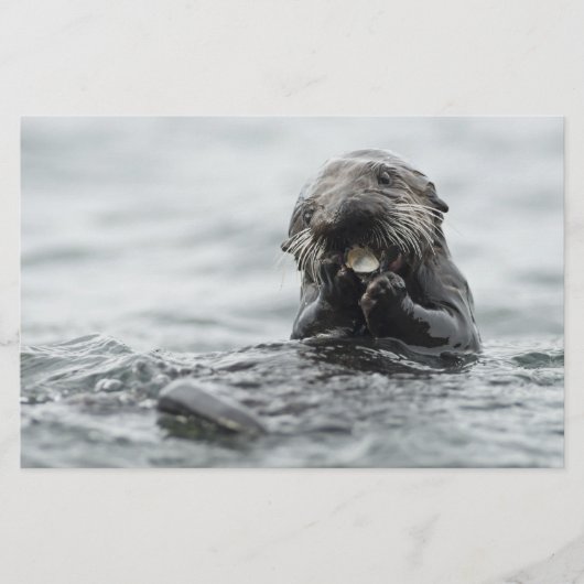 愛らしい海のカワウソ 便箋 (正面)