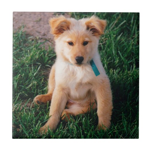 愛らしい混合された品種子犬 タイル (正面)