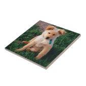 愛らしい混合された品種子犬 タイル (側面)