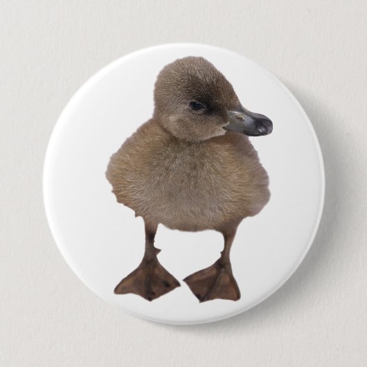 愛らしい灰色の子ガモのクローズアップの写真 缶バッジ (正面)