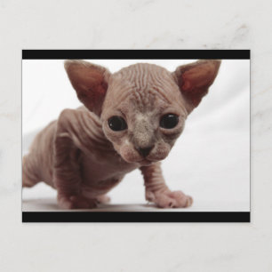 愛らしい無毛のスフィンクス子猫 ポストカード
