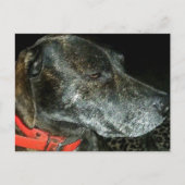 愛らしい犬 ポストカード (正面)