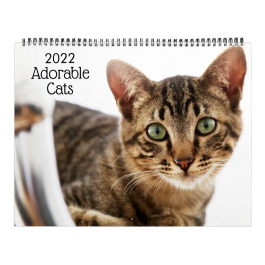 愛らしい猫 2022年カレンダー カレンダー (カバー)