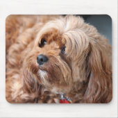 愛らしい甘いカヴォードルパピー マウスパッド (正面)