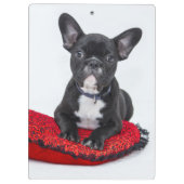 愛らしい白黒のブルドッグの子犬の写真 クリップボード (裏面)