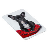 愛らしい白黒のブルドッグの子犬の写真 マグネット (右側)