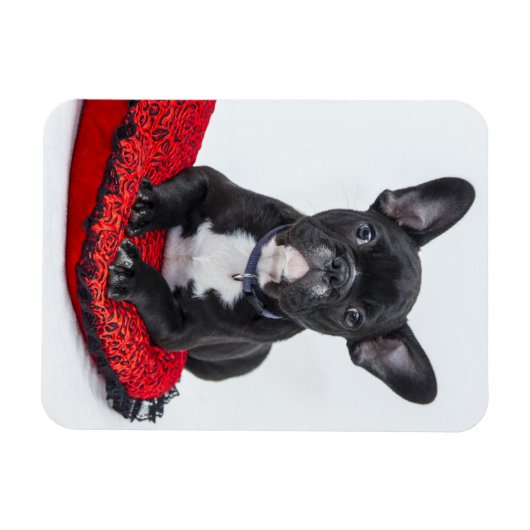 愛らしい白黒のブルドッグの子犬の写真 マグネット (横)