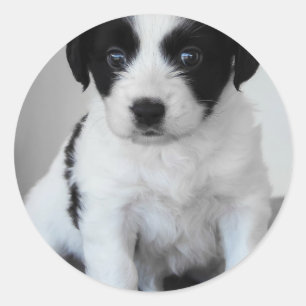 愛らしい白黒の子犬 ラウンドシール