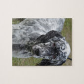 愛らしい白黒英国セッター ジグソーパズル (横)