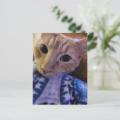 愛らしい眠そうなジンジャー子猫 ポストカード (スタンド正面)