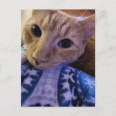 愛らしい眠そうなジンジャー子猫 ポストカード (正面)