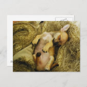 愛らしい眠るチワホアパピーポストカード ポストカード (正面/裏面)